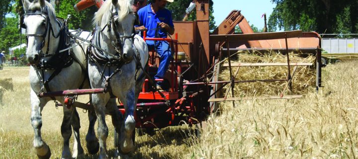 Patrick Ranch Museum’s 16th Annual Threshing Bee